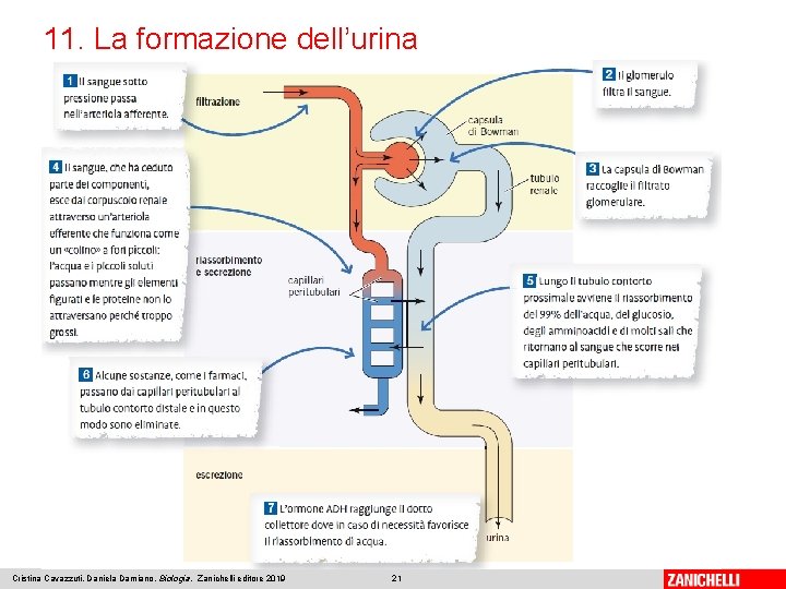 11. La formazione dell’urina Cristina Cavazzuti, Daniela Damiano, Biologia, Zanichelli editore 2019 21 