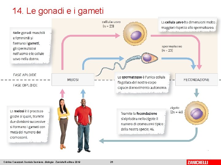 14. Le gonadi e i gameti Cristina Cavazzuti, Daniela Damiano, Biologia, Zanichelli editore 2019
