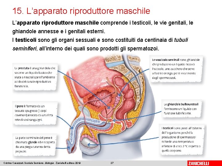 15. L’apparato riproduttore maschile comprende i testicoli, le vie genitali, le ghiandole annesse e