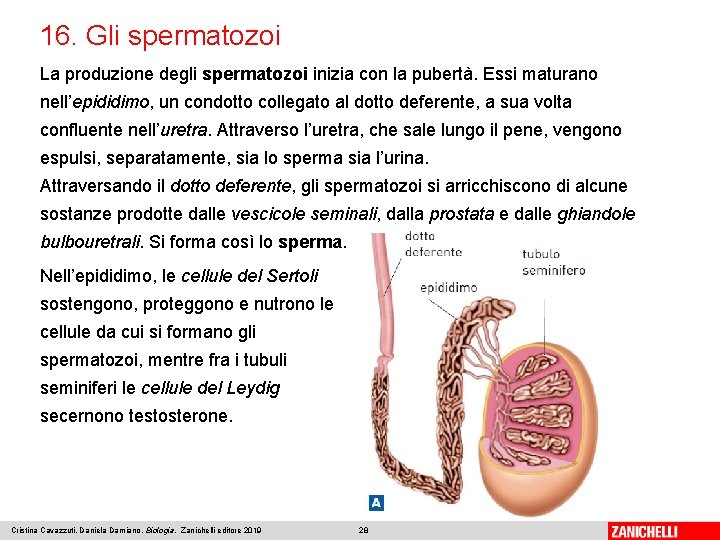 16. Gli spermatozoi La produzione degli spermatozoi inizia con la pubertà. Essi maturano nell’epididimo,