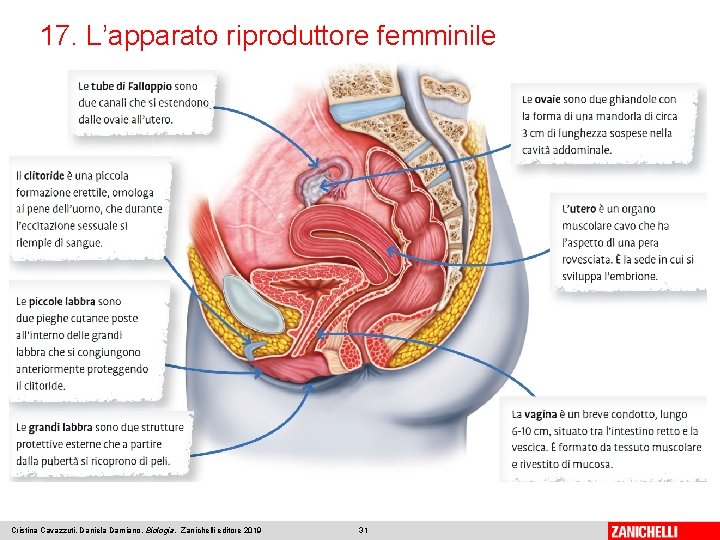 17. L’apparato riproduttore femminile Cristina Cavazzuti, Daniela Damiano, Biologia, Zanichelli editore 2019 31 