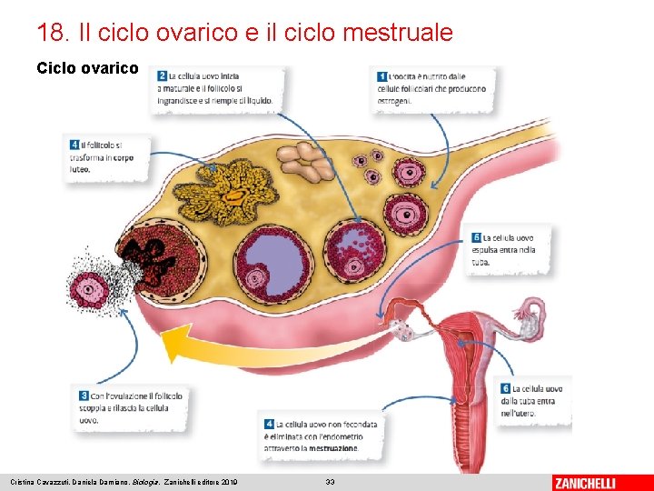 18. Il ciclo ovarico e il ciclo mestruale Ciclo ovarico Cristina Cavazzuti, Daniela Damiano,