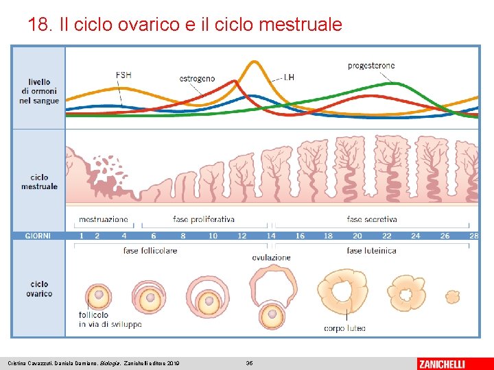 18. Il ciclo ovarico e il ciclo mestruale Cristina Cavazzuti, Daniela Damiano, Biologia, Zanichelli