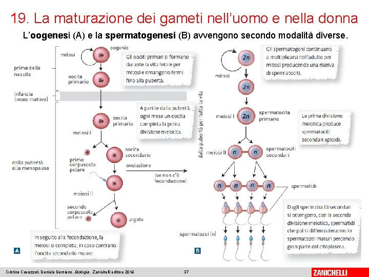 19. La maturazione dei gameti nell’uomo e nella donna L’oogenesi (A) e la spermatogenesi