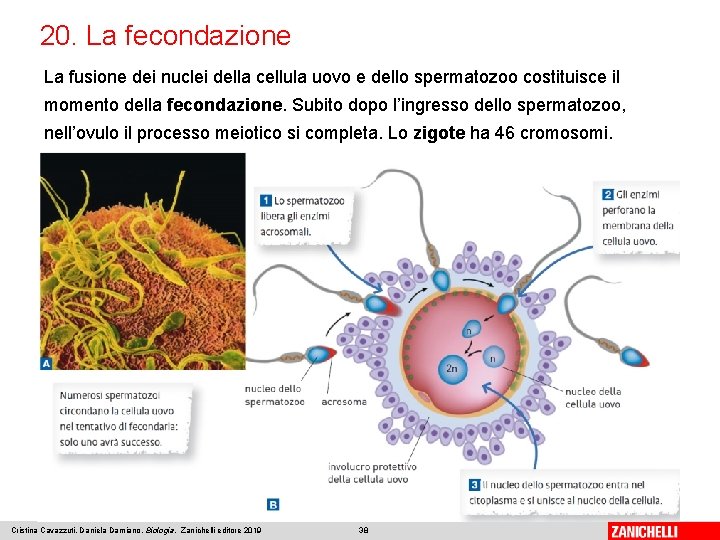 20. La fecondazione La fusione dei nuclei della cellula uovo e dello spermatozoo costituisce