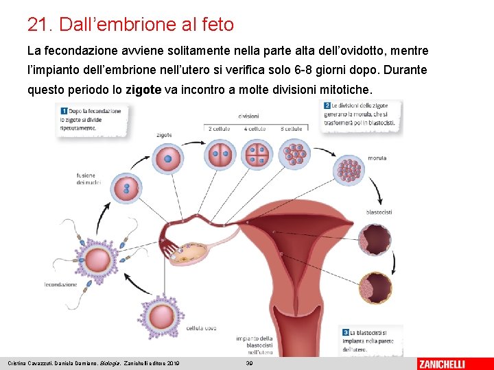 21. Dall’embrione al feto La fecondazione avviene solitamente nella parte alta dell’ovidotto, mentre l’impianto