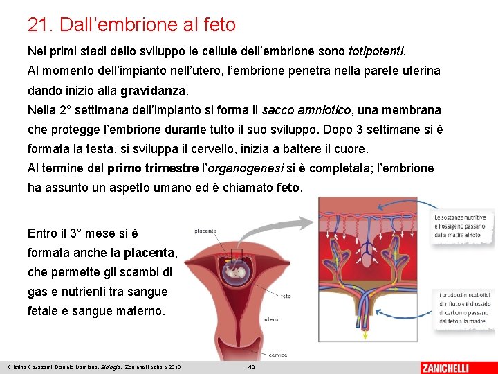 21. Dall’embrione al feto Nei primi stadi dello sviluppo le cellule dell’embrione sono totipotenti.