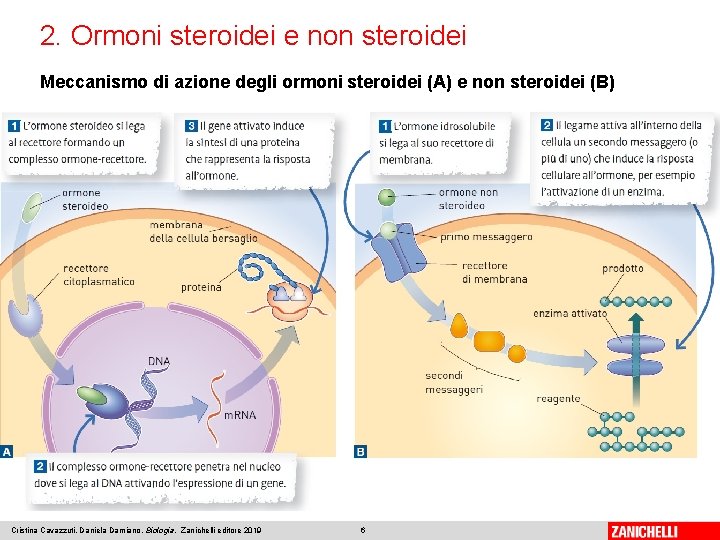 2. Ormoni steroidei e non steroidei Meccanismo di azione degli ormoni steroidei (A) e