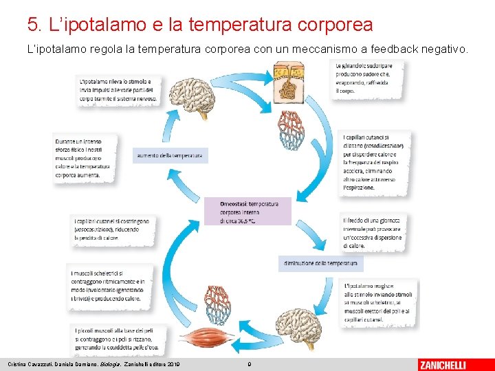 5. L’ipotalamo e la temperatura corporea L’ipotalamo regola la temperatura corporea con un meccanismo