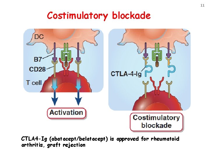 11 Costimulatory blockade CTLA 4 -Ig (abatacept/belatacept) is approved for rheumatoid arthritis, graft rejection