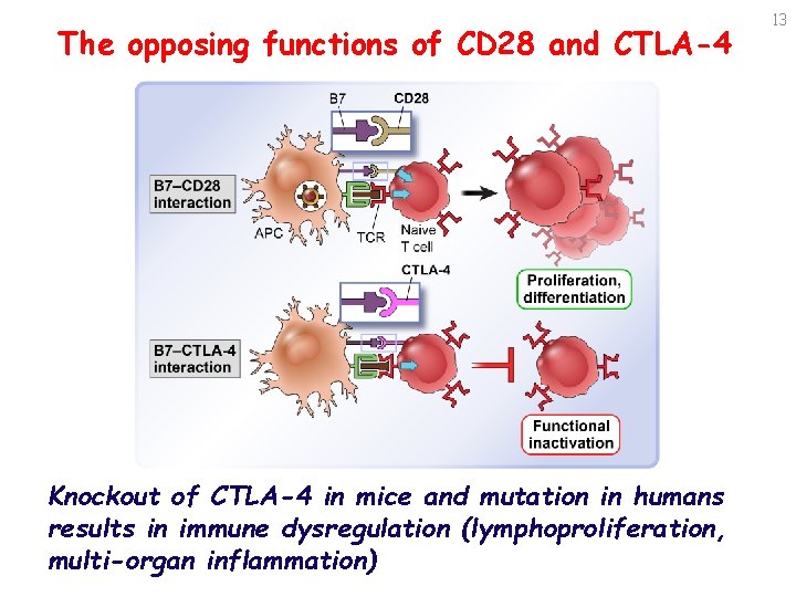 The opposing functions of CD 28 and CTLA-4 Knockout of CTLA-4 in mice and
