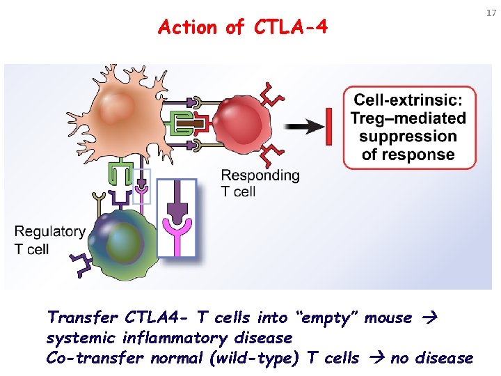 Action of CTLA-4 Transfer CTLA 4 - T cells into “empty” mouse systemic inflammatory