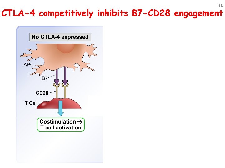 18 CTLA-4 competitively inhibits B 7 -CD 28 engagement 