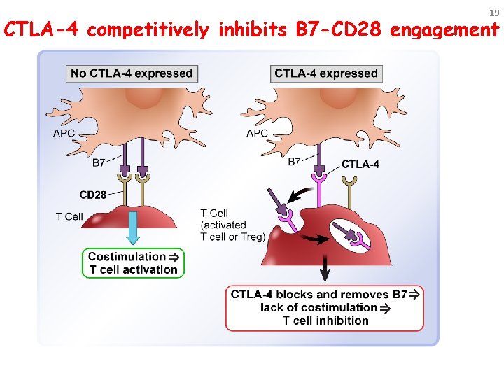 19 CTLA-4 competitively inhibits B 7 -CD 28 engagement 