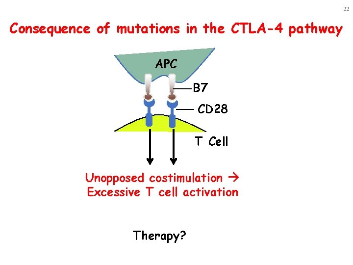 22 Consequence of mutations in the CTLA-4 pathway APC B 7 CD 28 T