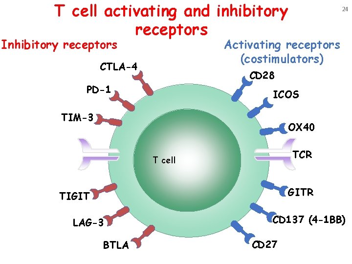 T cell activating and inhibitory receptors Inhibitory receptors 24 Activating receptors (costimulators) CTLA-4 CD