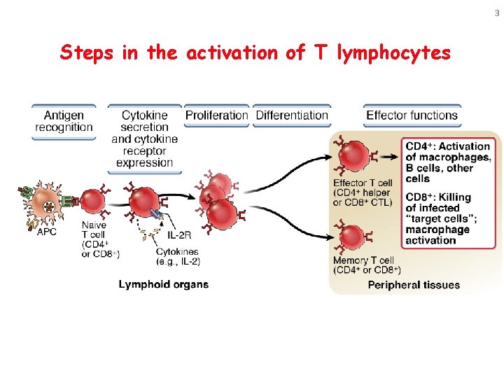 3 Steps in the activation of T lymphocytes 