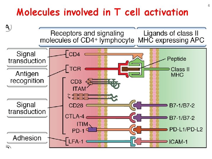 Molecules involved in T cell activation 4 