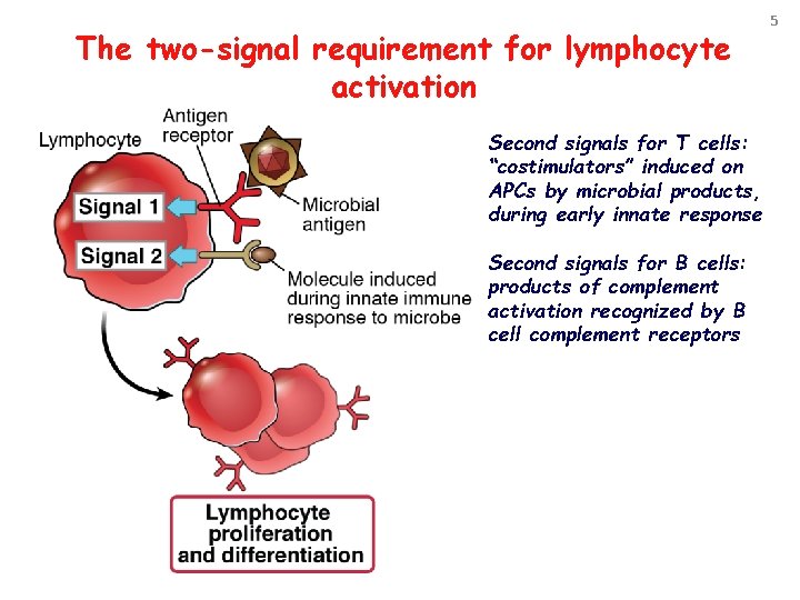 The two-signal requirement for lymphocyte activation Second signals for T cells: “costimulators” induced on