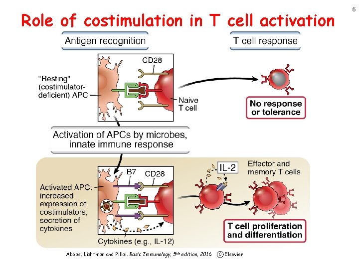 Role of costimulation in T cell activation Abbas, Lichtman and Pillai. Basic Immunology, 5