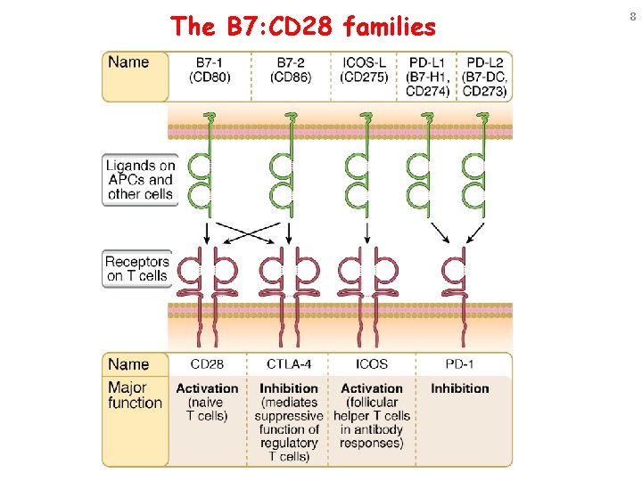 The B 7: CD 28 families 8 