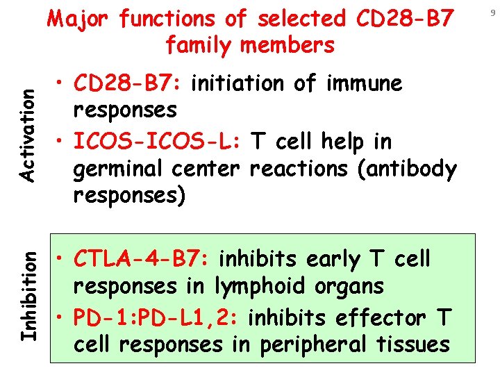 Activation • CD 28 -B 7: initiation of immune responses • ICOS-L: T cell