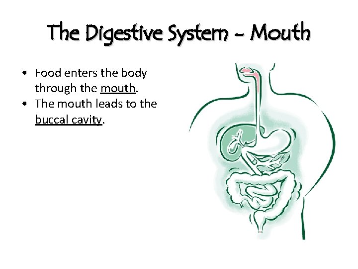 The Digestive System - Mouth • Food enters the body through the mouth. •