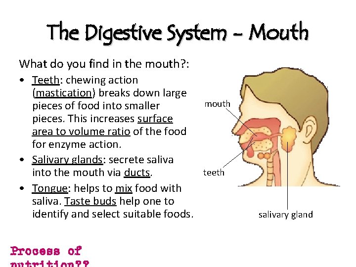 The Digestive System - Mouth What do you find in the mouth? : •
