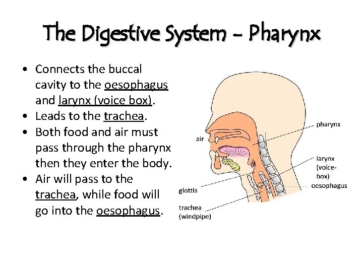 The Digestive System - Pharynx • Connects the buccal cavity to the oesophagus and