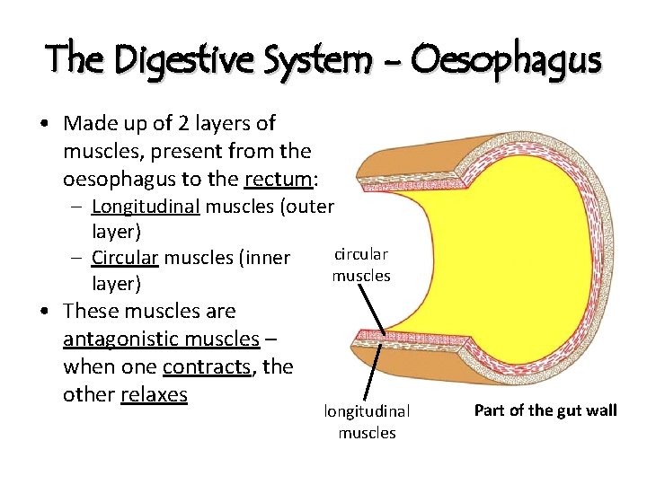 The Digestive System - Oesophagus • Made up of 2 layers of muscles, present