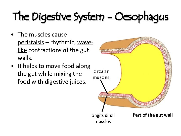 The Digestive System - Oesophagus • The muscles cause peristalsis – rhythmic, wavelike contractions