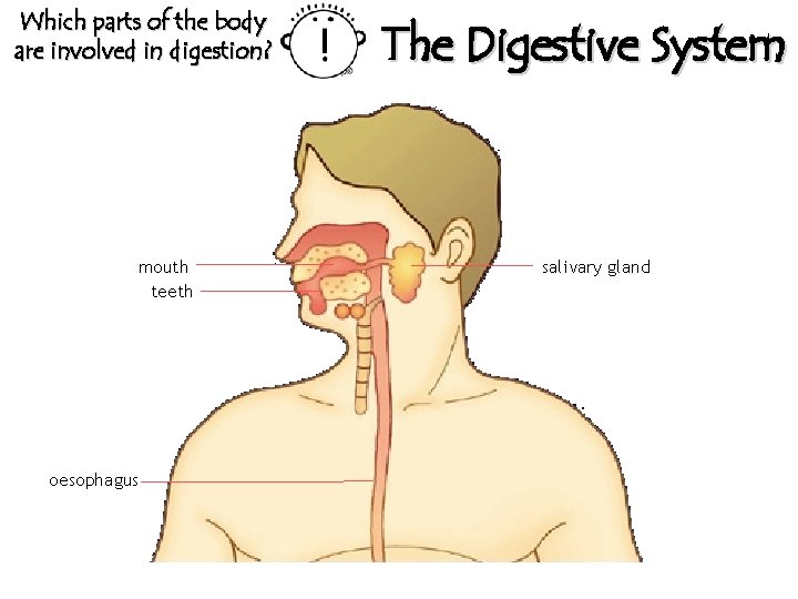 Which parts of the body are involved in digestion? mouth teeth oesophagus The Digestive