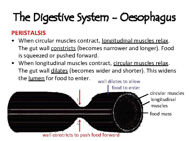 The Digestive System - Oesophagus PERISTALSIS • When circular muscles contract, longitudinal muscles relax.