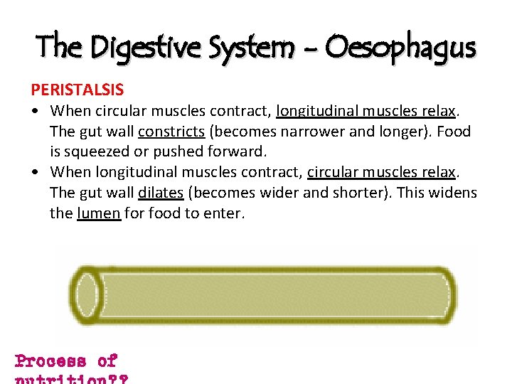 The Digestive System - Oesophagus PERISTALSIS • When circular muscles contract, longitudinal muscles relax.