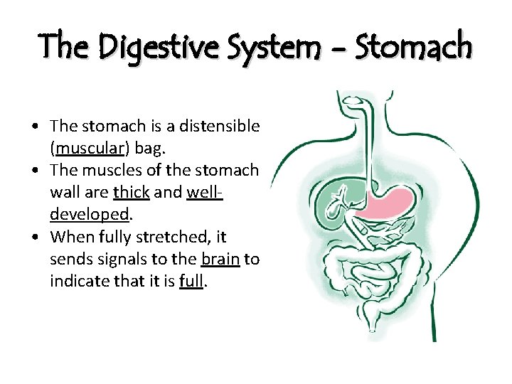 The Digestive System - Stomach • The stomach is a distensible (muscular) bag. •