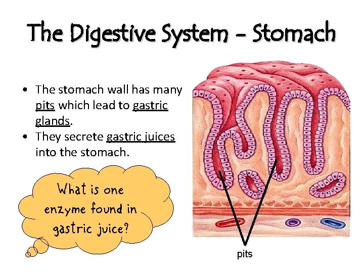 The Digestive System - Stomach • The stomach wall has many pits which lead