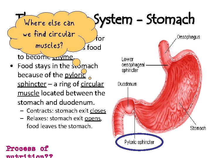 The Digestive System - Stomach Where else can we find circular • The stomach