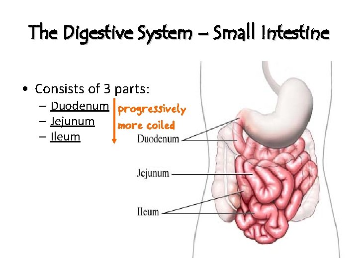 The Digestive System – Small Intestine • Consists of 3 parts: – Duodenum progressively