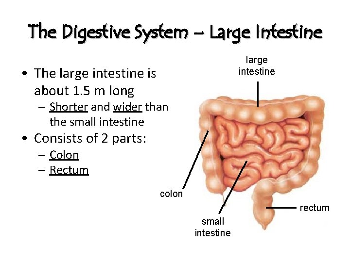 The Digestive System – Large Intestine large intestine • The large intestine is about