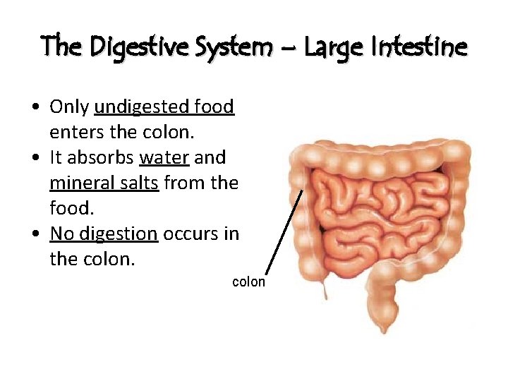 The Digestive System – Large Intestine • Only undigested food enters the colon. •