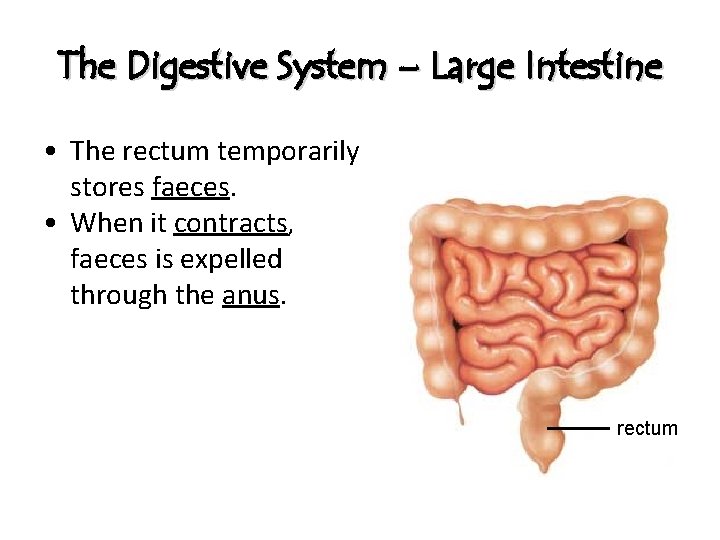 The Digestive System – Large Intestine • The rectum temporarily stores faeces. • When