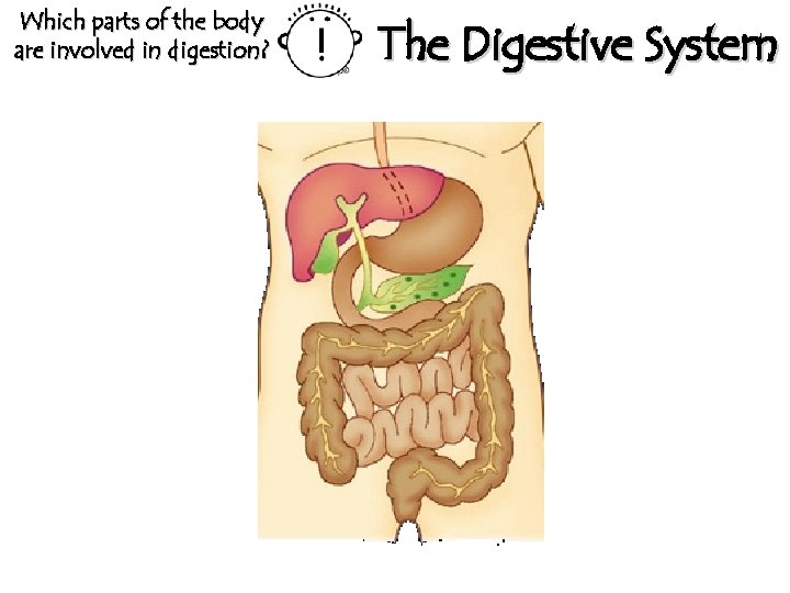 Which parts of the body are involved in digestion? The Digestive System 