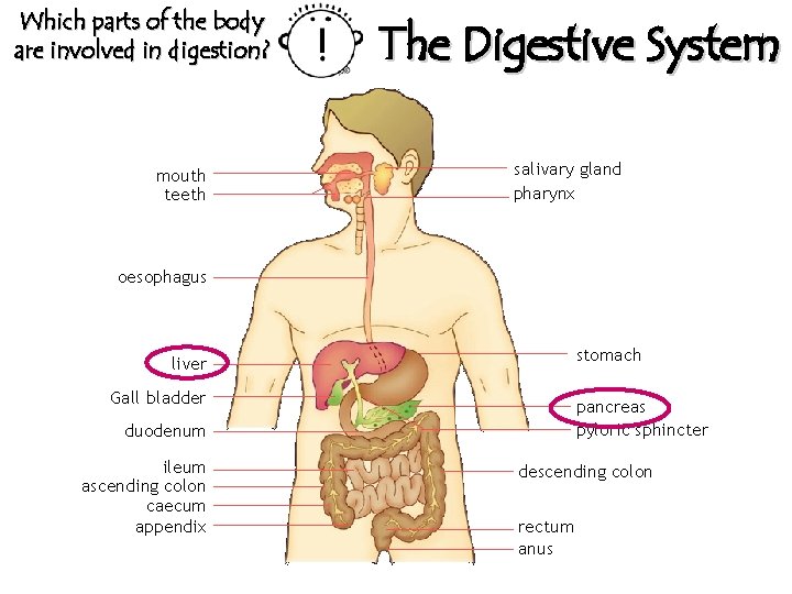 Which parts of the body are involved in digestion? mouth teeth The Digestive System