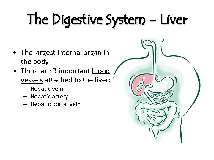 The Digestive System - Liver • The largest internal organ in the body •