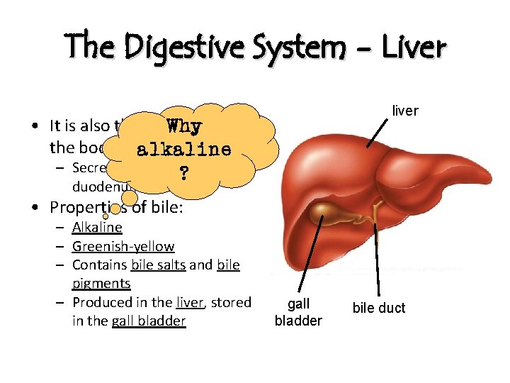 The Digestive System - Liver liver • It is also the largest Whygland in