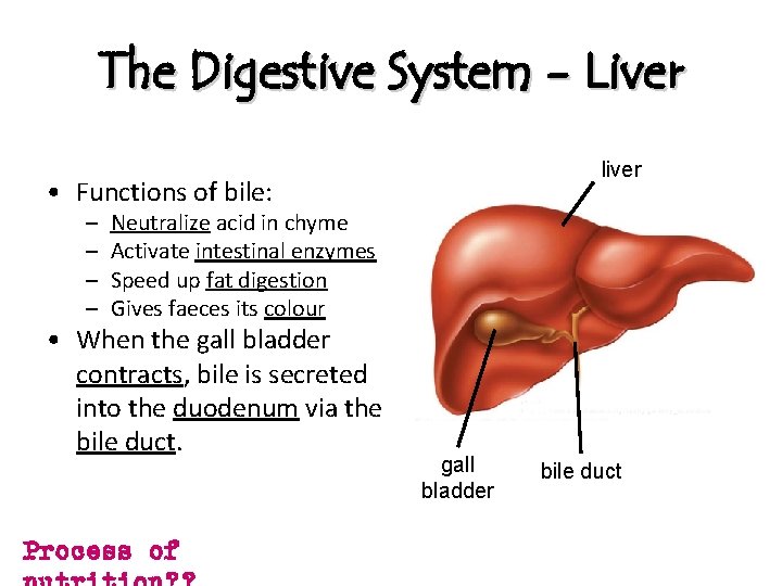 The Digestive System - Liver liver • Functions of bile: – – Neutralize acid