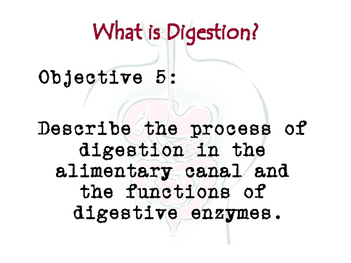 What is Digestion? Objective 5: Describe the process of digestion in the alimentary canal