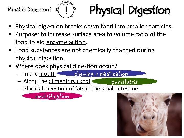 What is Digestion? Physical Digestion • Physical digestion breaks down food into smaller particles.