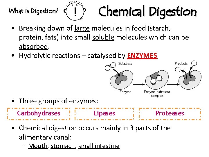 Chemical Digestion What is Digestion? • Breaking down of large molecules in food (starch,