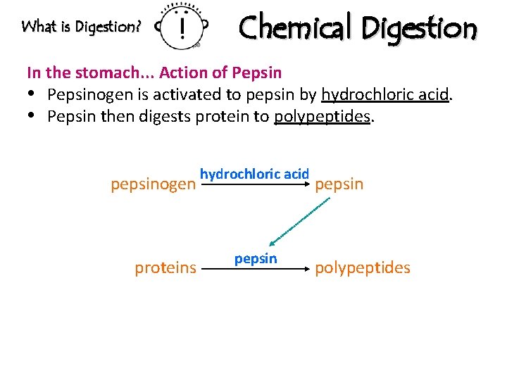 What is Digestion? Chemical Digestion In the stomach. . . Action of Pepsinogen is